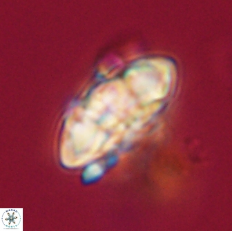 Senelia plevrotos 64510