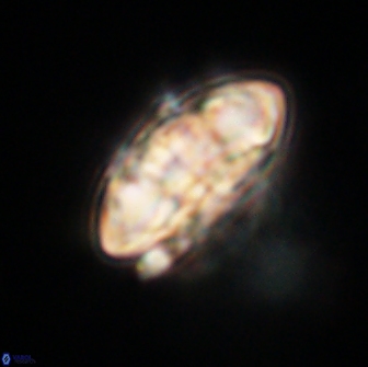 Senelia plevrotos 64511