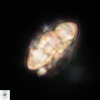 Senelia plevrotos 64511