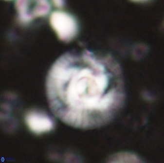 Skoteinimorfi aquilus 60884