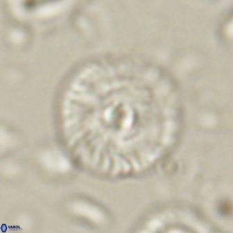 Skoteinimorfi aquilus 60888