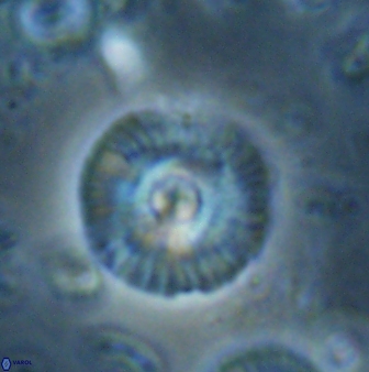 Skoteinimorfi aquilus 60889