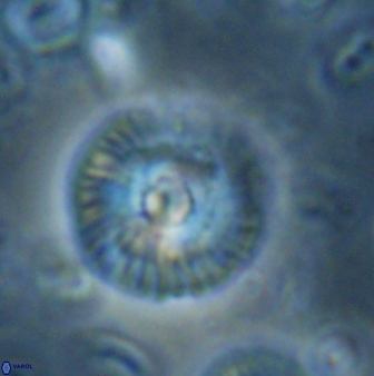 Skoteinimorfi aquilus 60890
