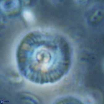 Skoteinimorfi aquilus 60891