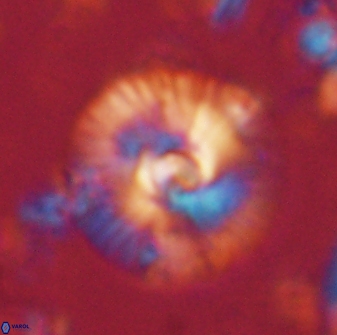 Skoteinimorfi aquilus 60284