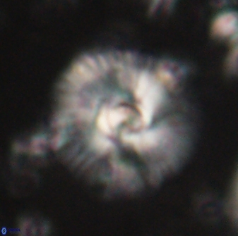 Skoteinimorfi aquilus 60285