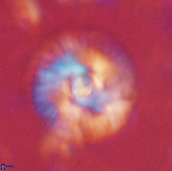Skoteinimorfi aquilus 60287