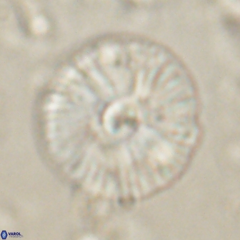Skoteinimorfi aquilus 60288