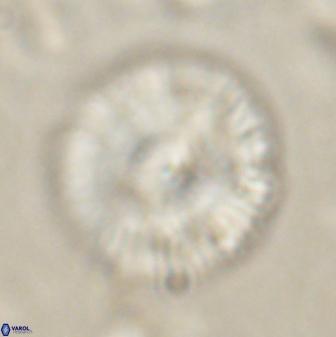 Skoteinimorfi aquilus 60289