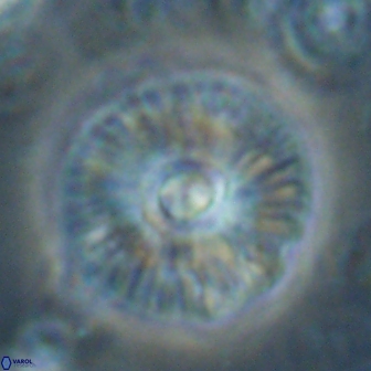 Skoteinimorfi aquilus 60295