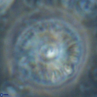 Skoteinimorfi aquilus 60296