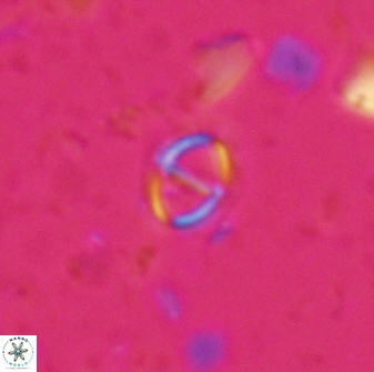 Solidopons petrae 26746