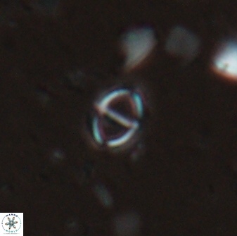 Solidopons petrae 26747