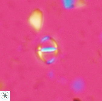 Solidopons petrae 26749