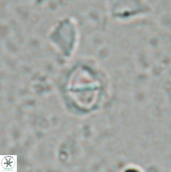 Solidopons petrae 26752
