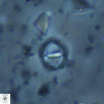 Solidopons petrae 26754