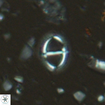Solidopons petrae VR 16699