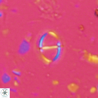 Solidopons petrae VR 16700