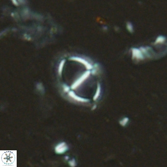 Solidopons petrae VR 16701