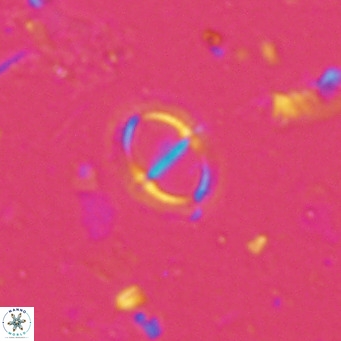 Solidopons petrae VR 16702