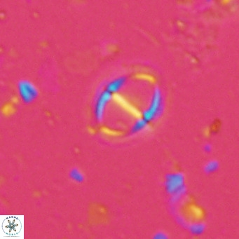 Solidopons petrae VR 16703
