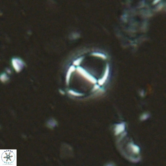 Solidopons petrae VR 16704