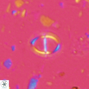 Solidopons petrae VR 16706