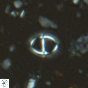 Solidopons petrae VR 16707