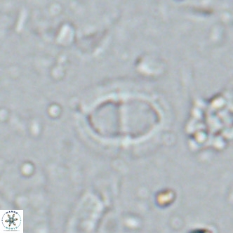 Solidopons petrae VR 16708
