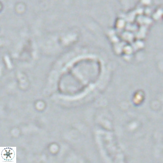 Solidopons petrae VR 16711