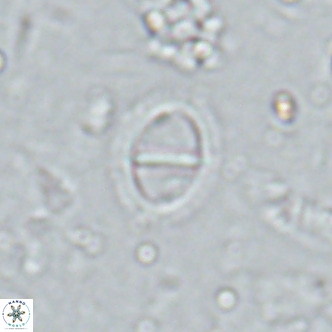 Solidopons petrae VR 16712