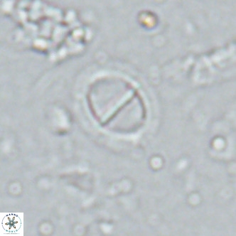 Solidopons petrae VR 16715