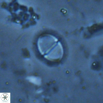Solidopons petrae VR 16716