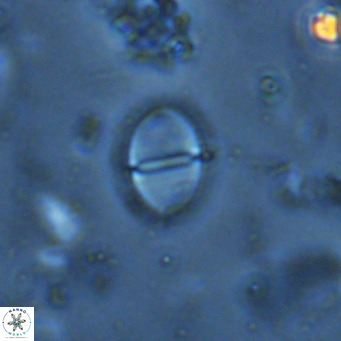 Solidopons petrae VR 16717