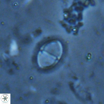 Solidopons petrae VR 16721