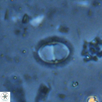 Solidopons petrae VR 16724