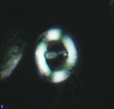 Speetonia colligata 2930