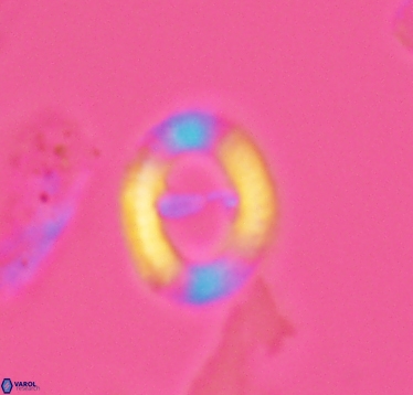 Speetonia colligata 2931