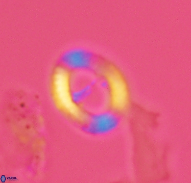 Speetonia colligata 2932