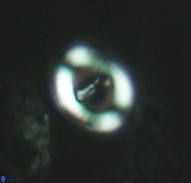 Speetonia colligata 2933