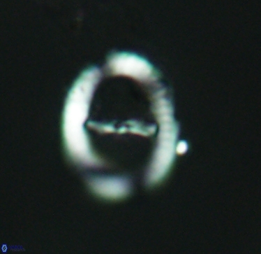 Speetonia colligata 2963