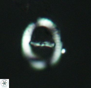 Speetonia colligata 2963