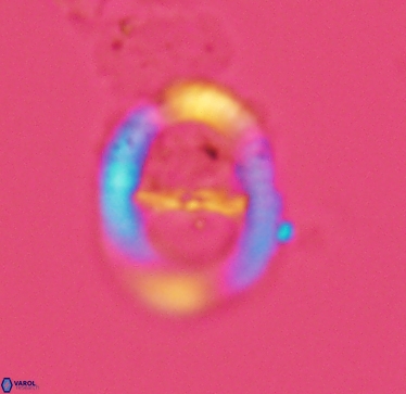 Speetonia colligata 2964