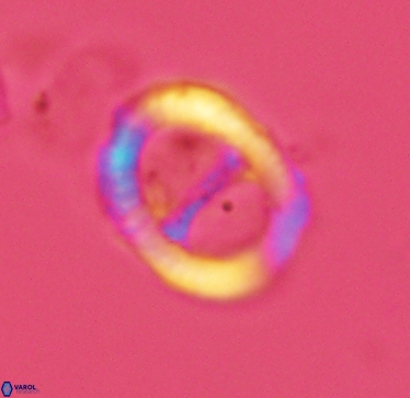 Speetonia colligata 2965