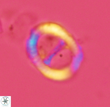 Speetonia colligata 2965