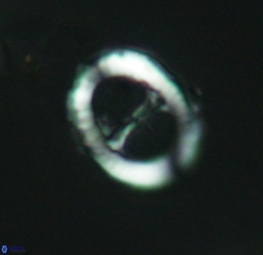 Speetonia colligata 2966