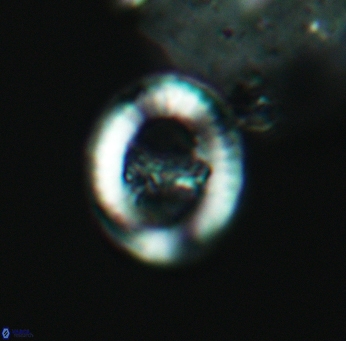 Speetonia colligata 3577