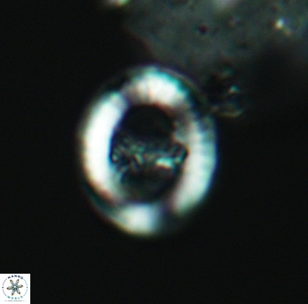 Speetonia colligata 3577