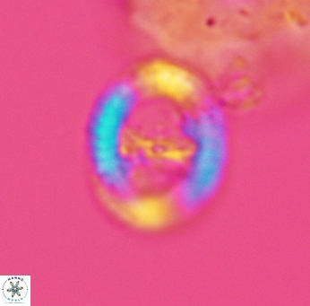 Speetonia colligata 3578
