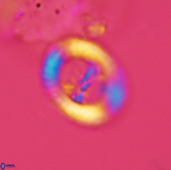 Speetonia colligata 3579